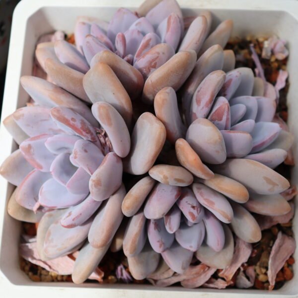 Echeveria ‘Pink Rabbit’