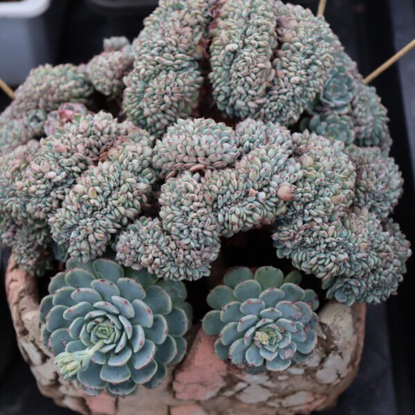 Echeveria ‘Pinwheel cristata’