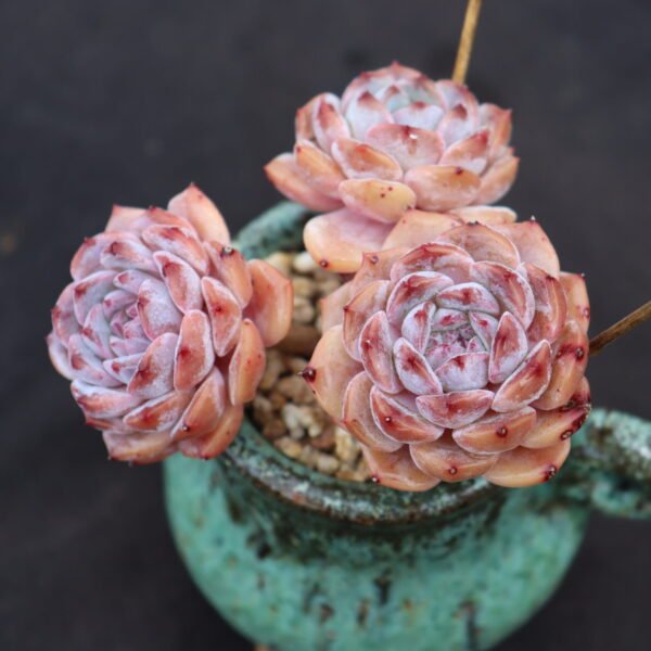 Echeveria ‘Rock Candy’