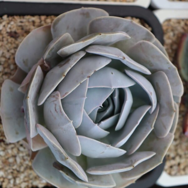 Echeveria ‘San Carlos’