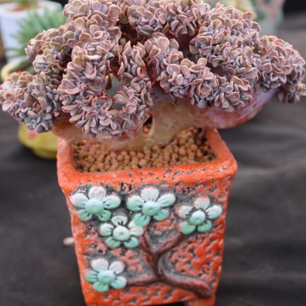 Echeveria ‘Snow Elf cristata’