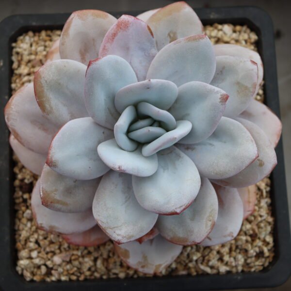 010. Echeveria ‘Snow Tea’