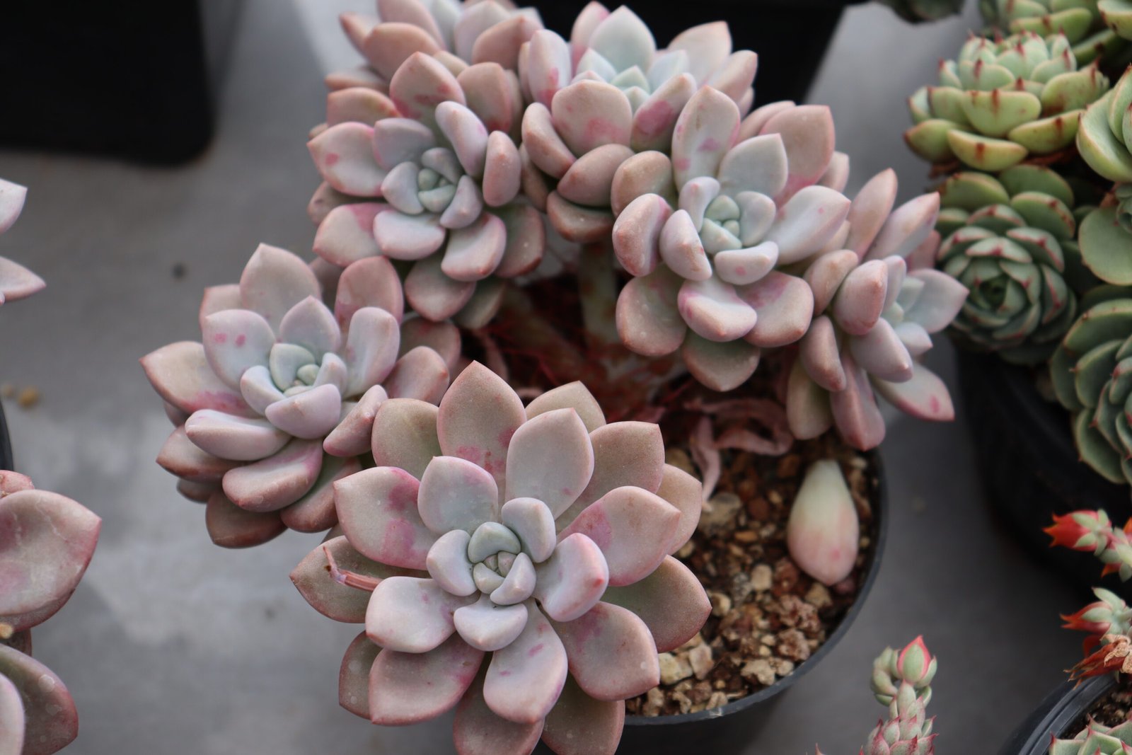 Echeveria20Spotted20Deer20f.20cristata76.jpg