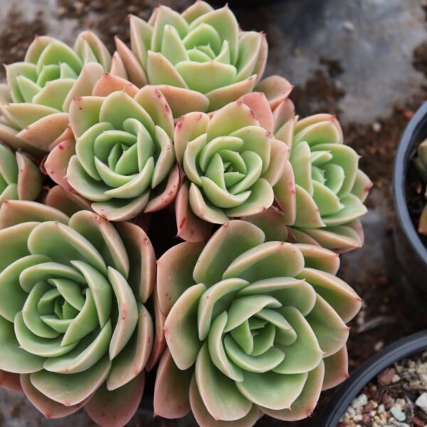 Echeveria ‘Starnata’
