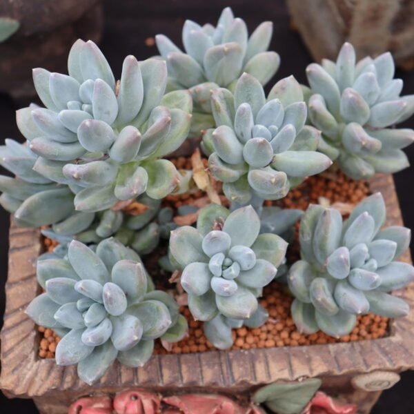 096. Echeveria ‘Starry Beauty’