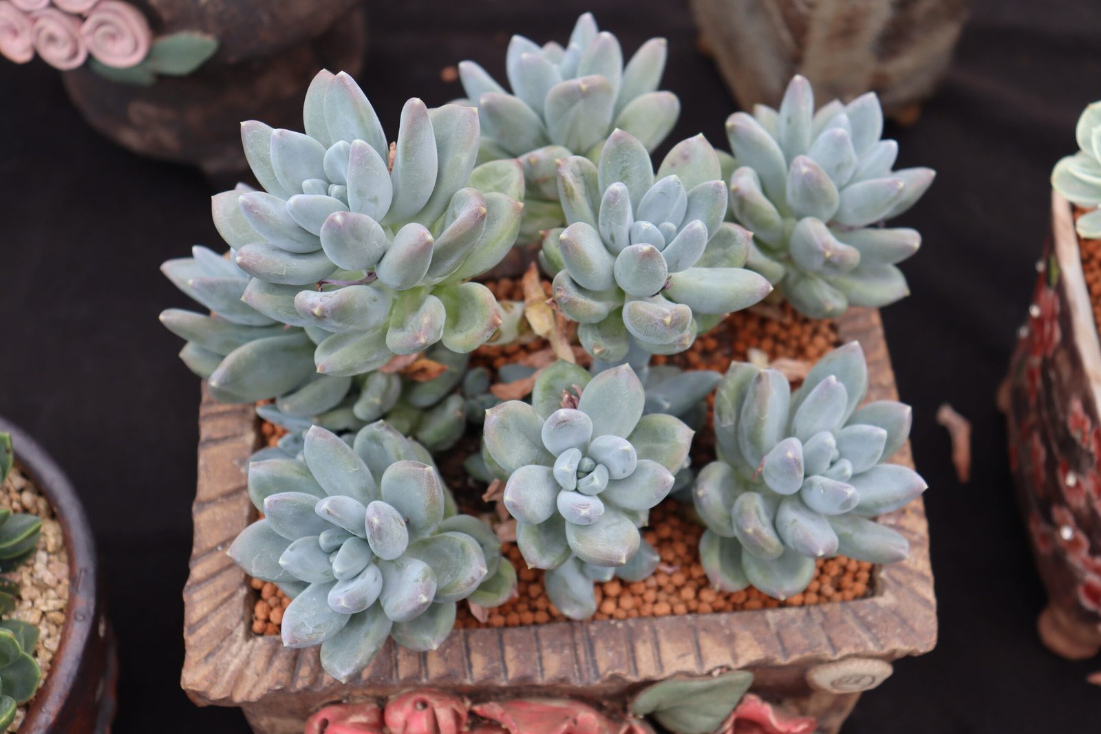 Echeveria20Starry20Beauty123.jpg