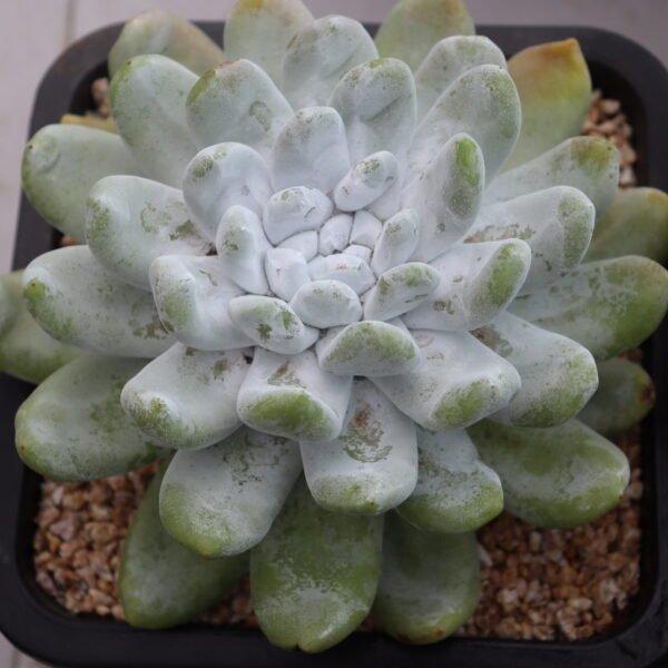 162. Echeveria ‘Tombo’