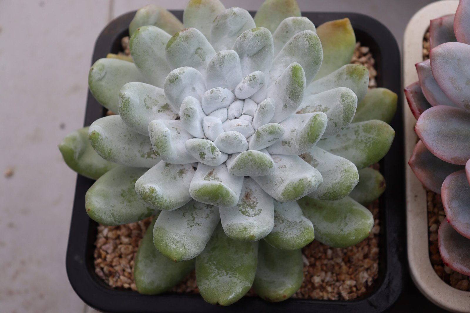 Echeveria20Tombo71.jpg