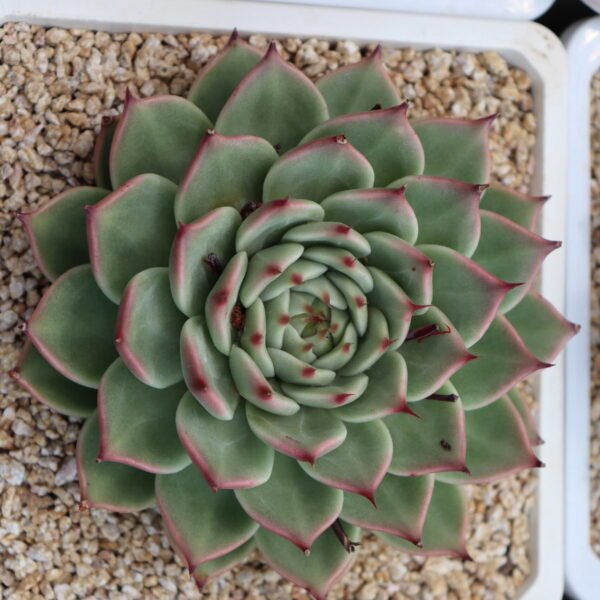 Echeveria ‘Toscanelli’