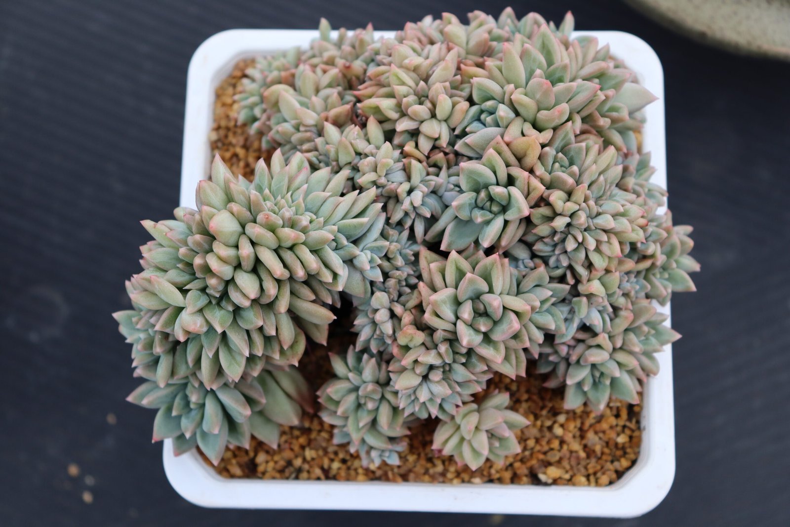 Echeveria20Truffle20Beauty20cristata108.jpg