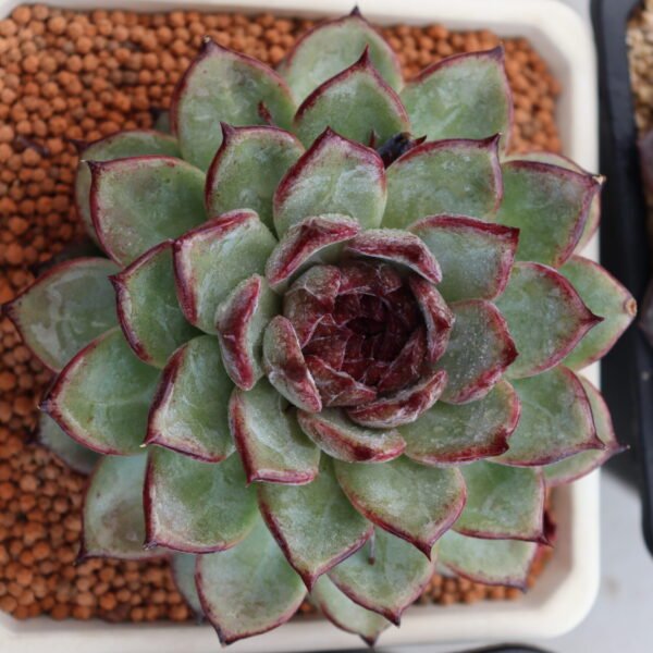 137. Echeveria hybrid