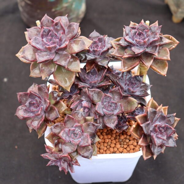 Echeveria hybrid