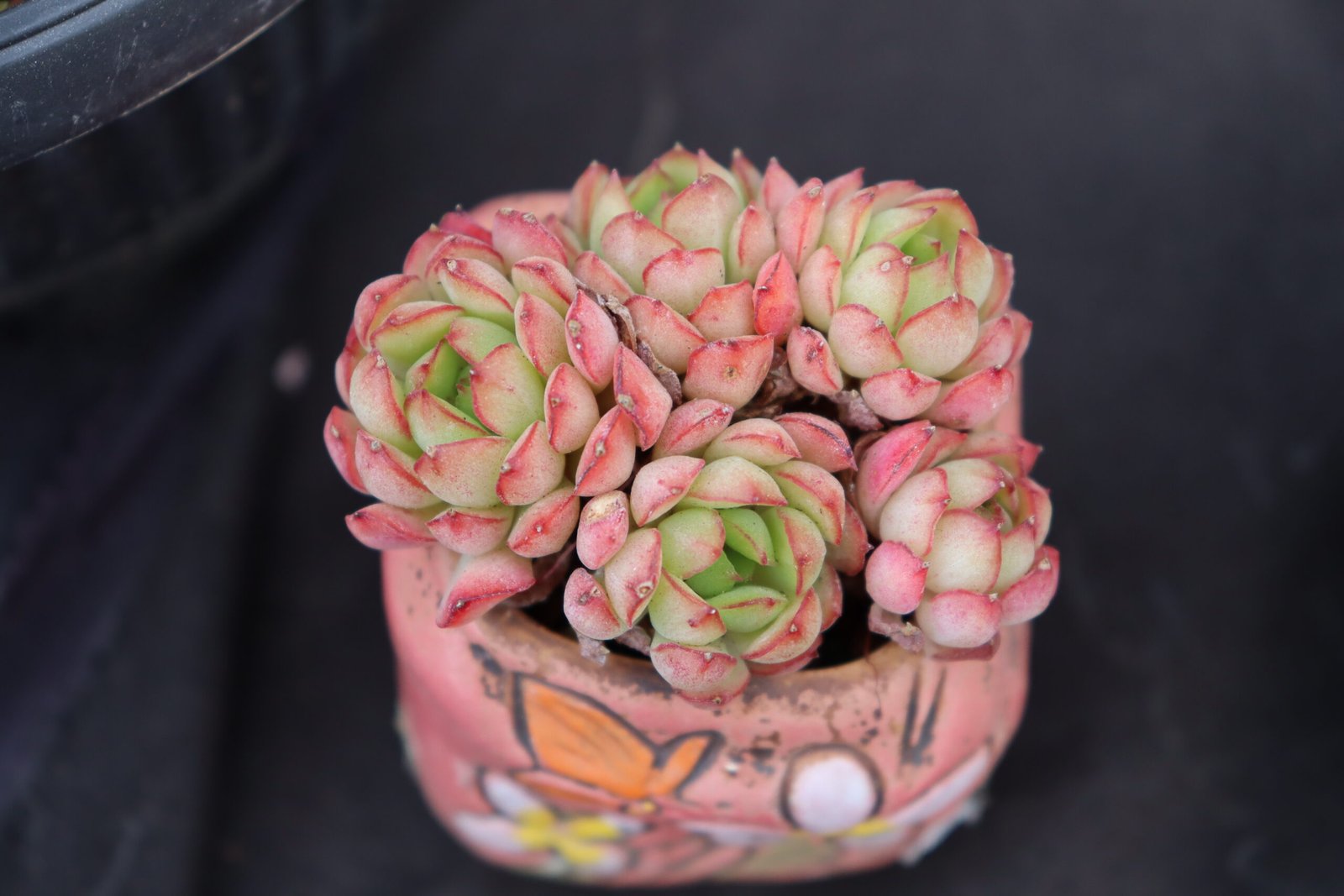 Echeveria20hybrid67.jpg