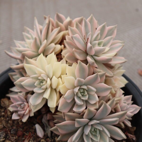 Echeveria unknown variegata