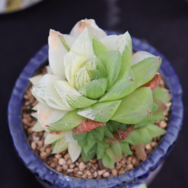 Haworthia cooperi