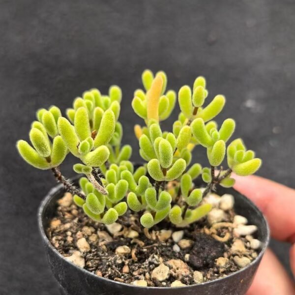 049. Ruschia sp. ‘Little Star’