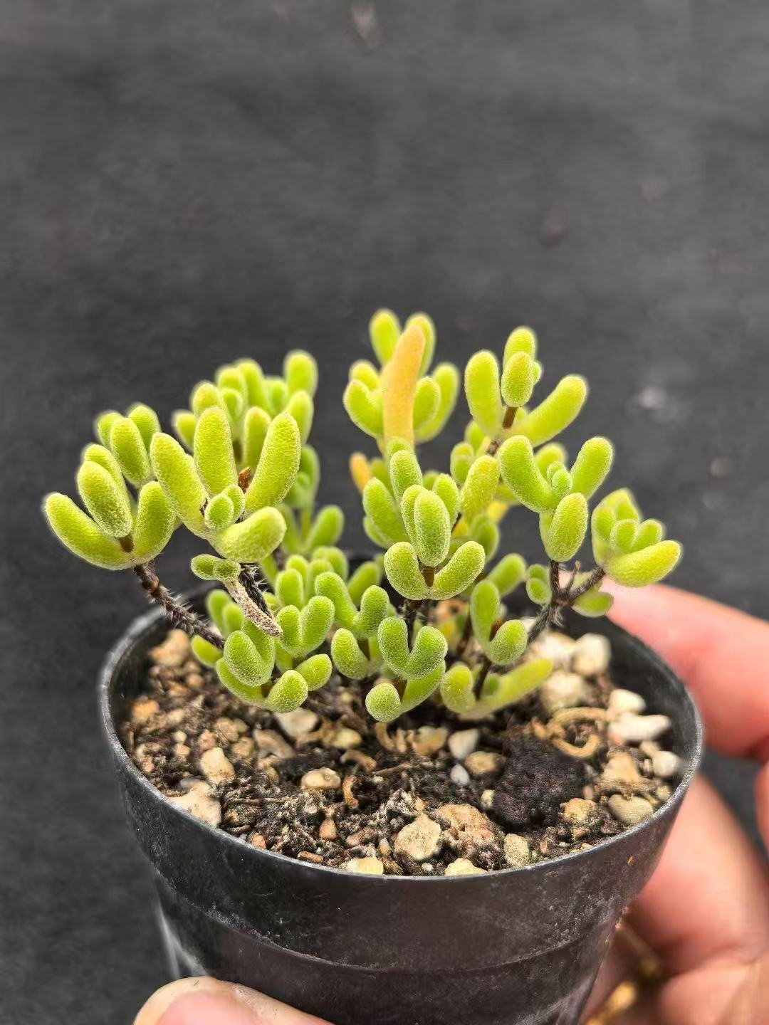 Ruschia sp. 'Little Star'