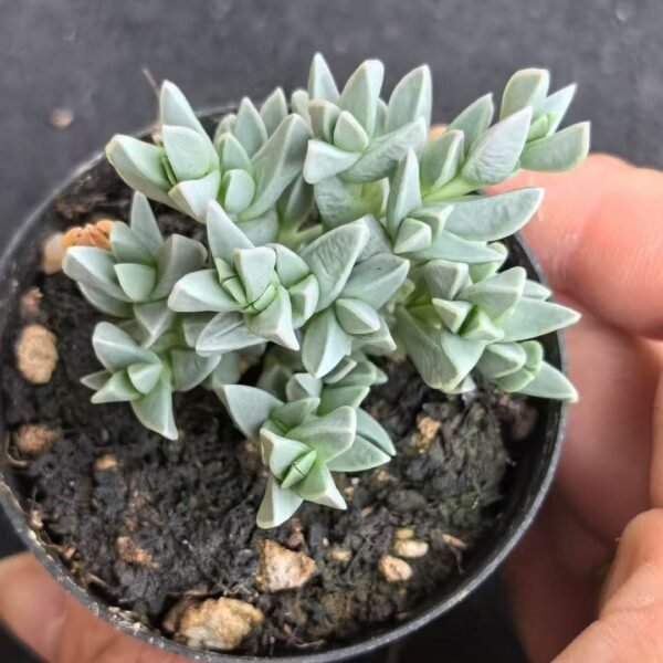 026. Ruschia sp. ‘Hime Biyu-ren’