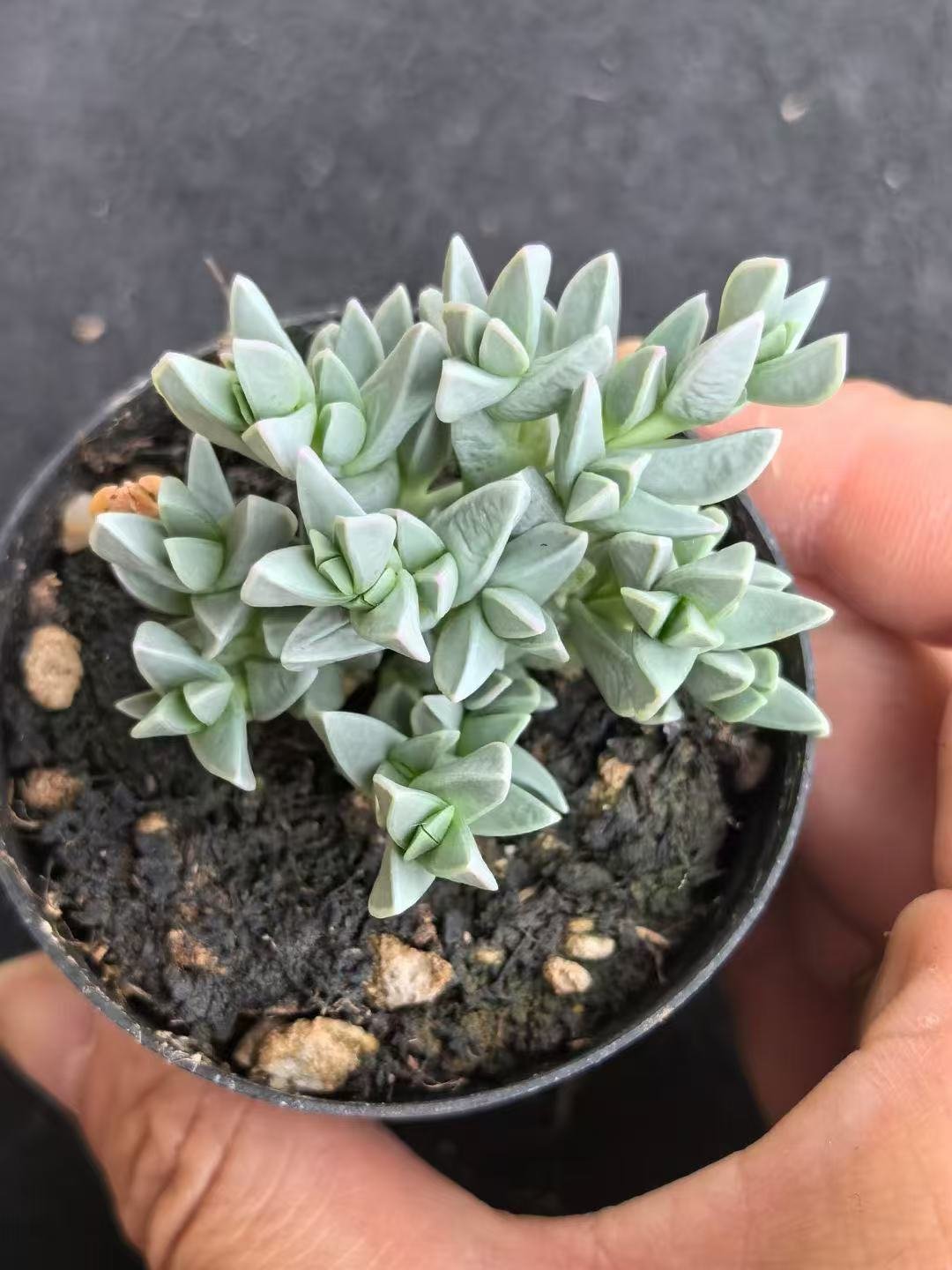 Ruschia sp. 'Hime Biyu-ren'