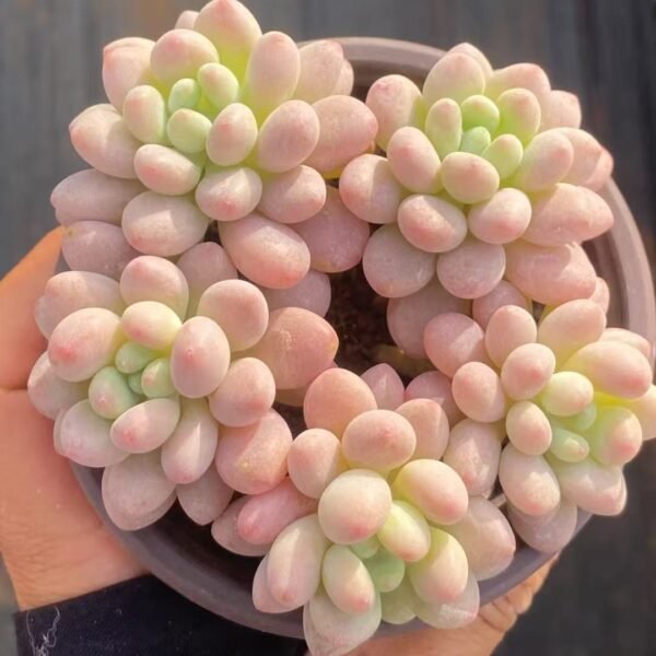 069. 洛可可石莲花