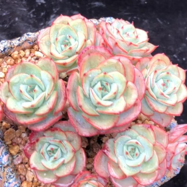 Echeveria 'Creamy Peach'