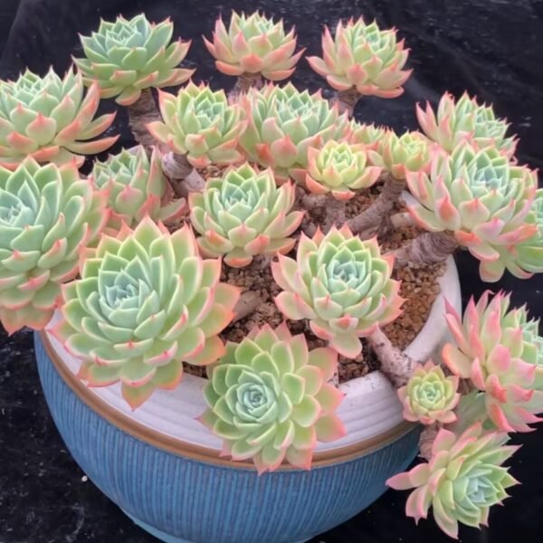 Echeveria ‘Pansy’