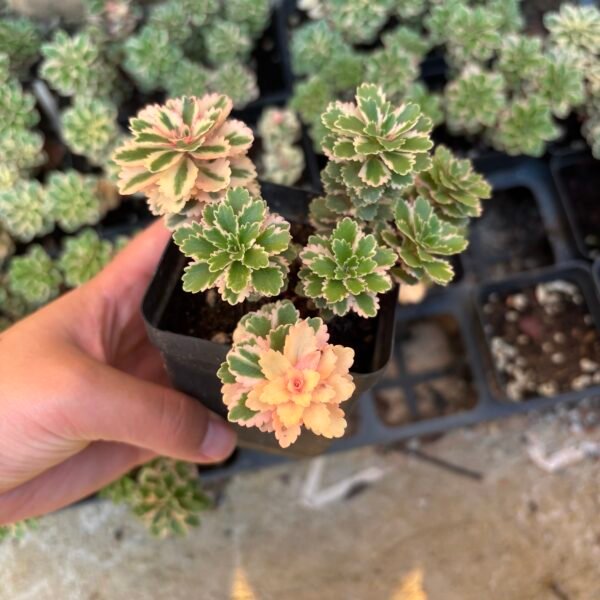 018. Echeveria ‘Atlantis’