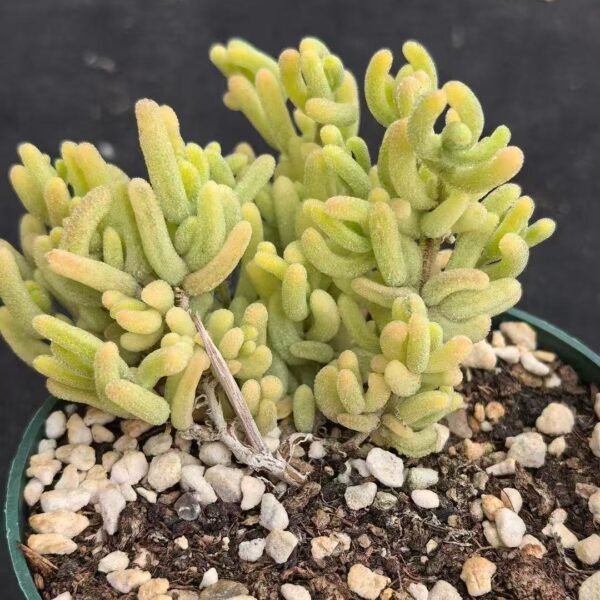 025. Ruschia sp. ‘Orange Leaf Variegated’