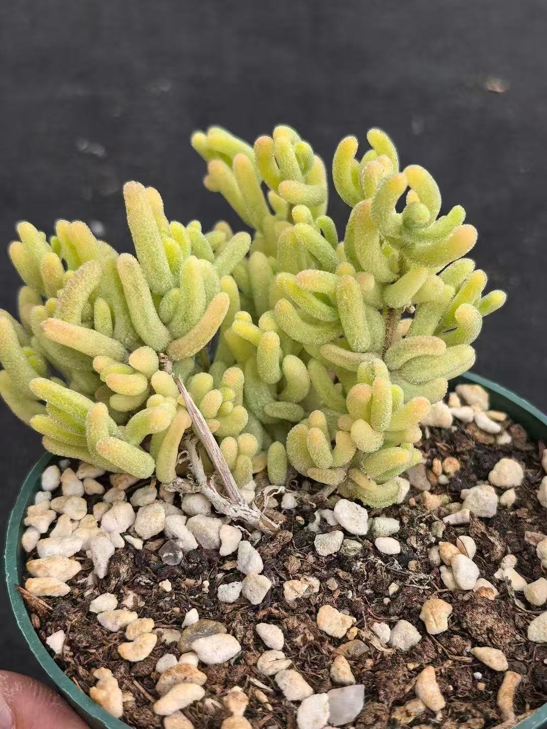 Ruschia sp. 'Orange Leaf Variegated'