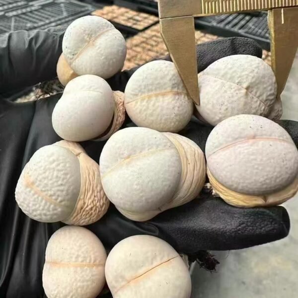 020. Lithops ‘Golf’