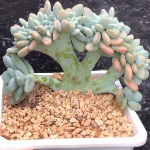 Echeveria ‘Red Luoshen’ cristata