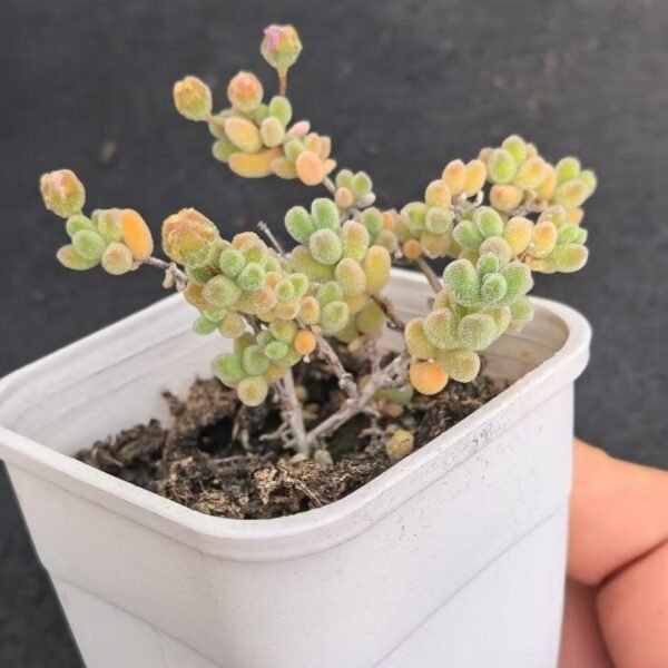 006. Ruschia sp. ‘Ice Crystal’