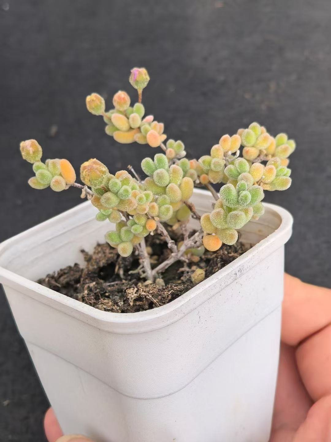 Ruschia sp. 'Ice Crystal'