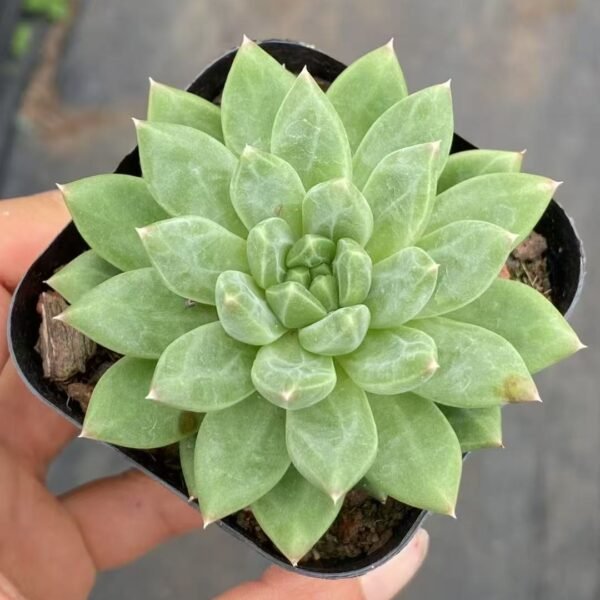 048. Echeveria ‘Jiaguwen’