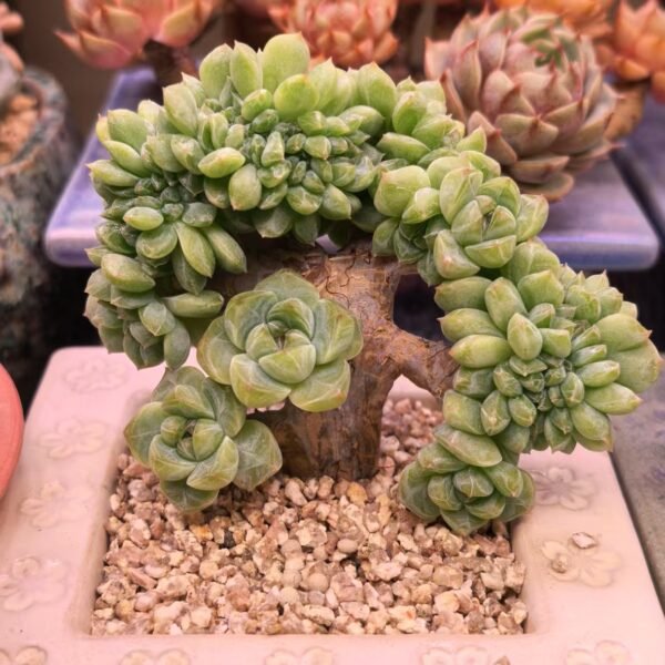 Echeveria ‘Ice Jade’  cristata
