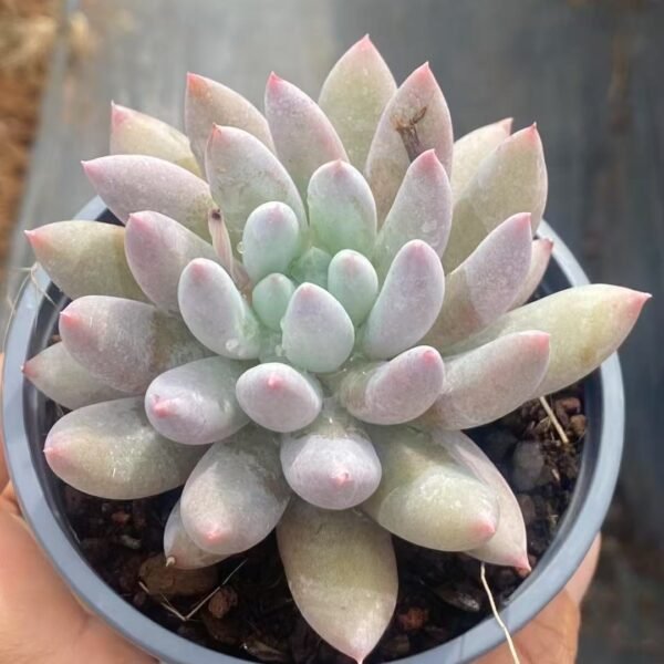 Echeveria ‘Solomon’
