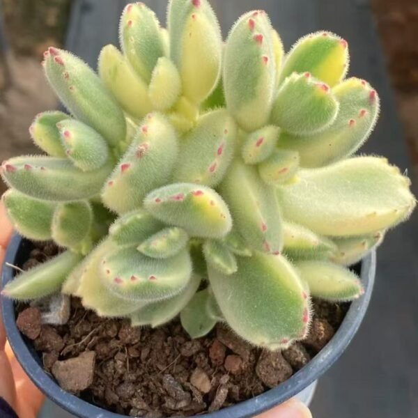 035. Echeveria ‘White Bear’