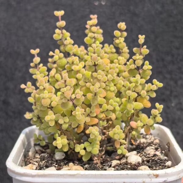 031. Ruschia sp. ‘Mini Millet’