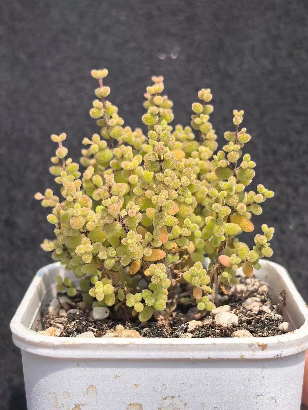 Ruschia sp. 'Mini Millet'