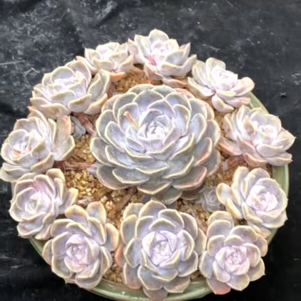 Echeveria ‘Hamburg’