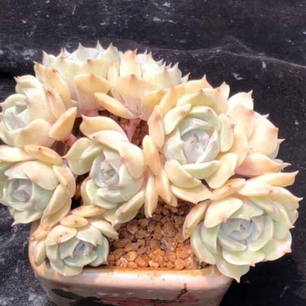 Echeveria 'Lola' f. cristata