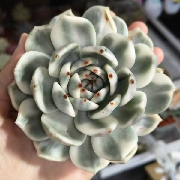 Echeveria ‘Black Crystal Variegata’