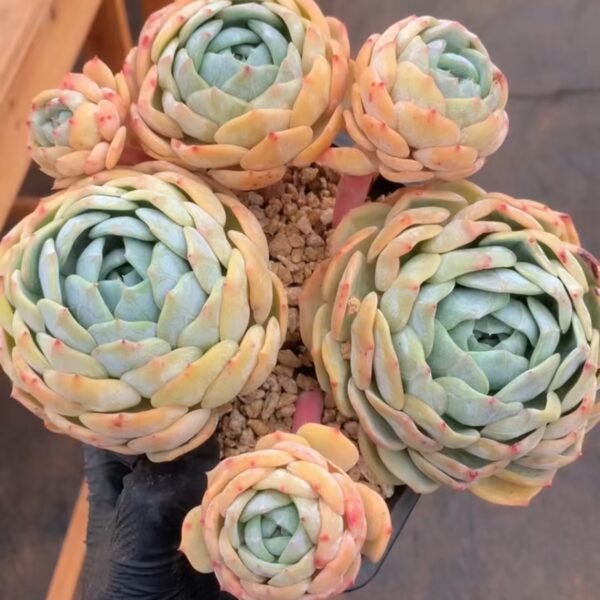 Echeveria ‘Laurin’