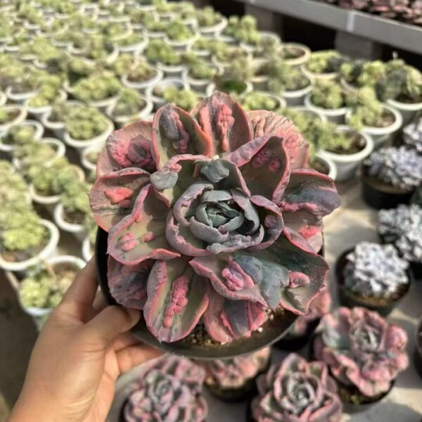 038. Echeveria ‘Raindrops Variegata’