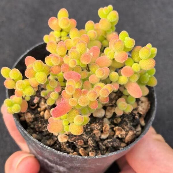 003. Ruschia sp. ‘Honey Tangerine’