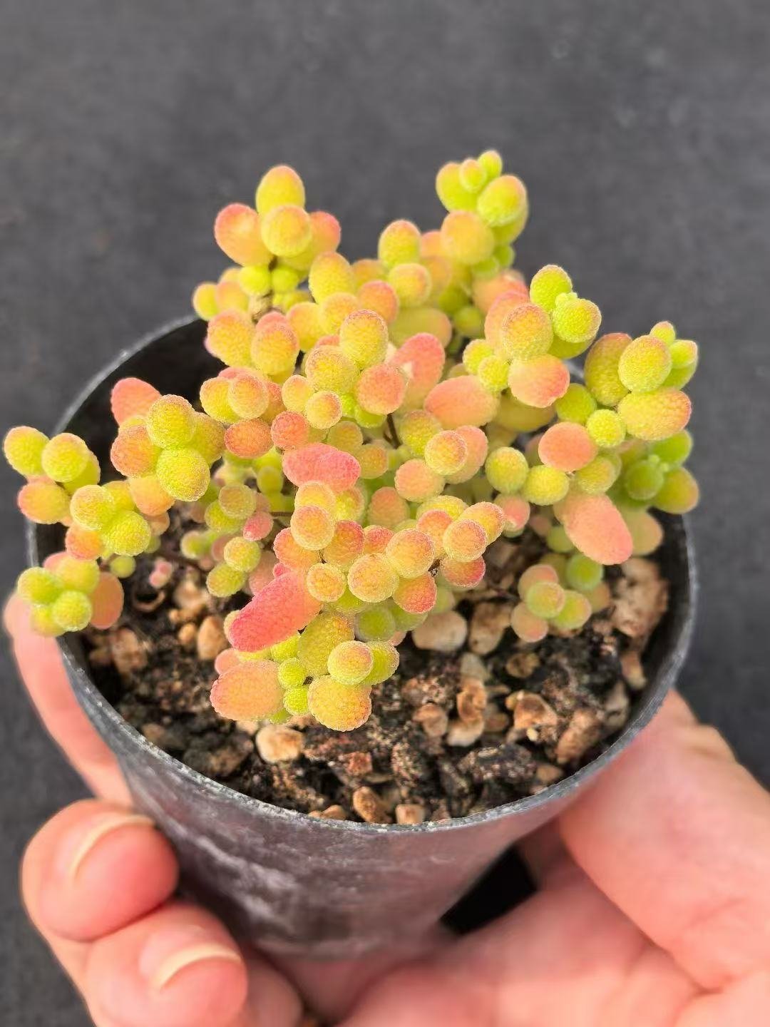Ruschia sp. 'Honey Tangerine'