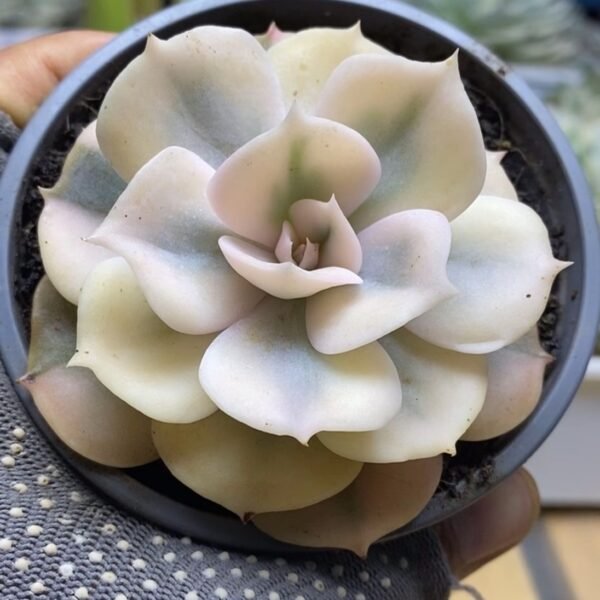 Echeveria ‘Gemini Variegata’