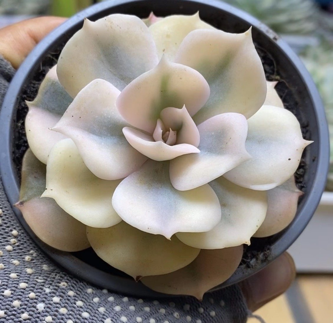 Echeveria 'Gemini Variegata'