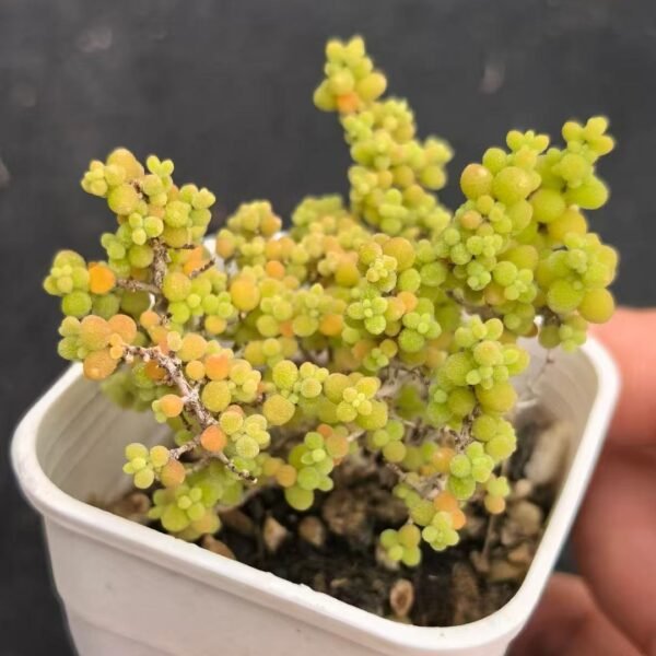 043. Ruschia sp. ‘Xiaoxiaomi’