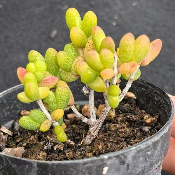 005. Ruschia sp. ‘Sweetheart’